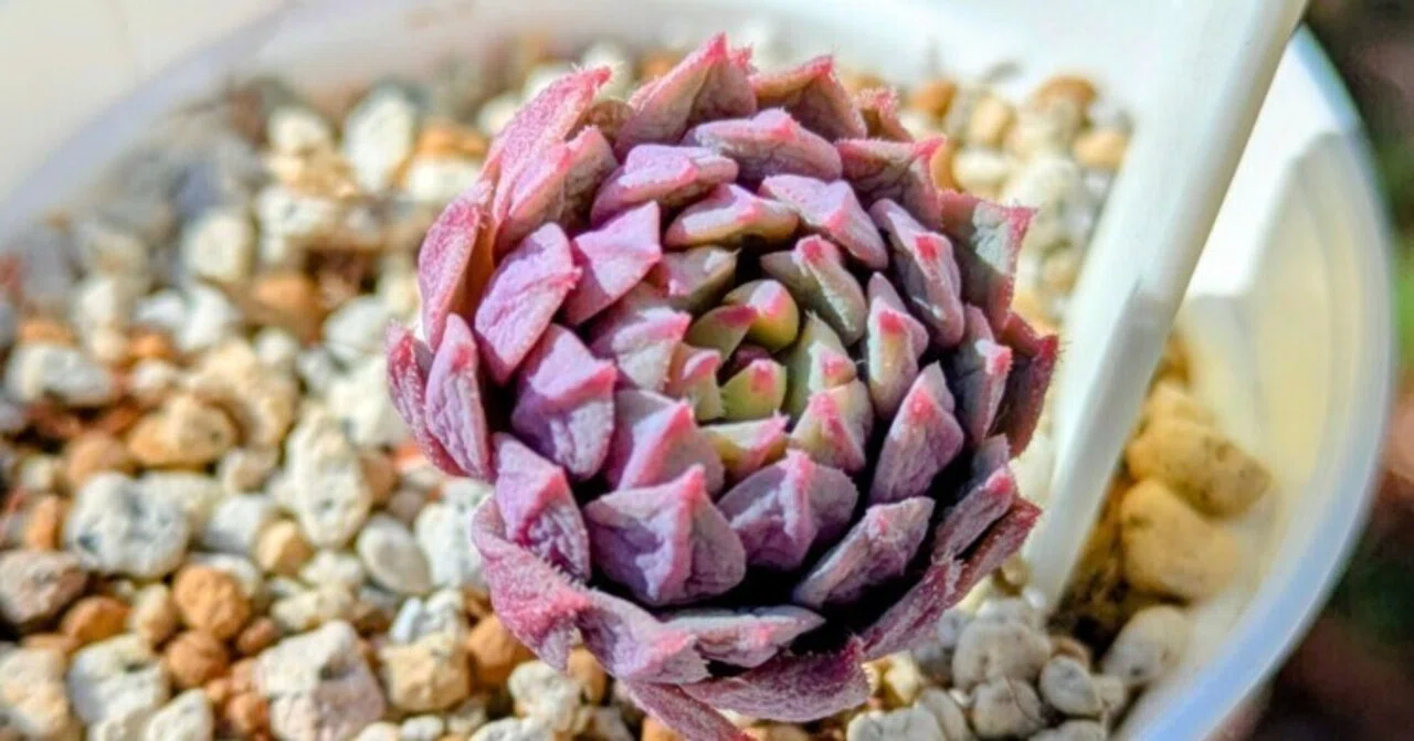 [Succulents] The ideal shape, tightly closed. The 'joy of growing' I ...