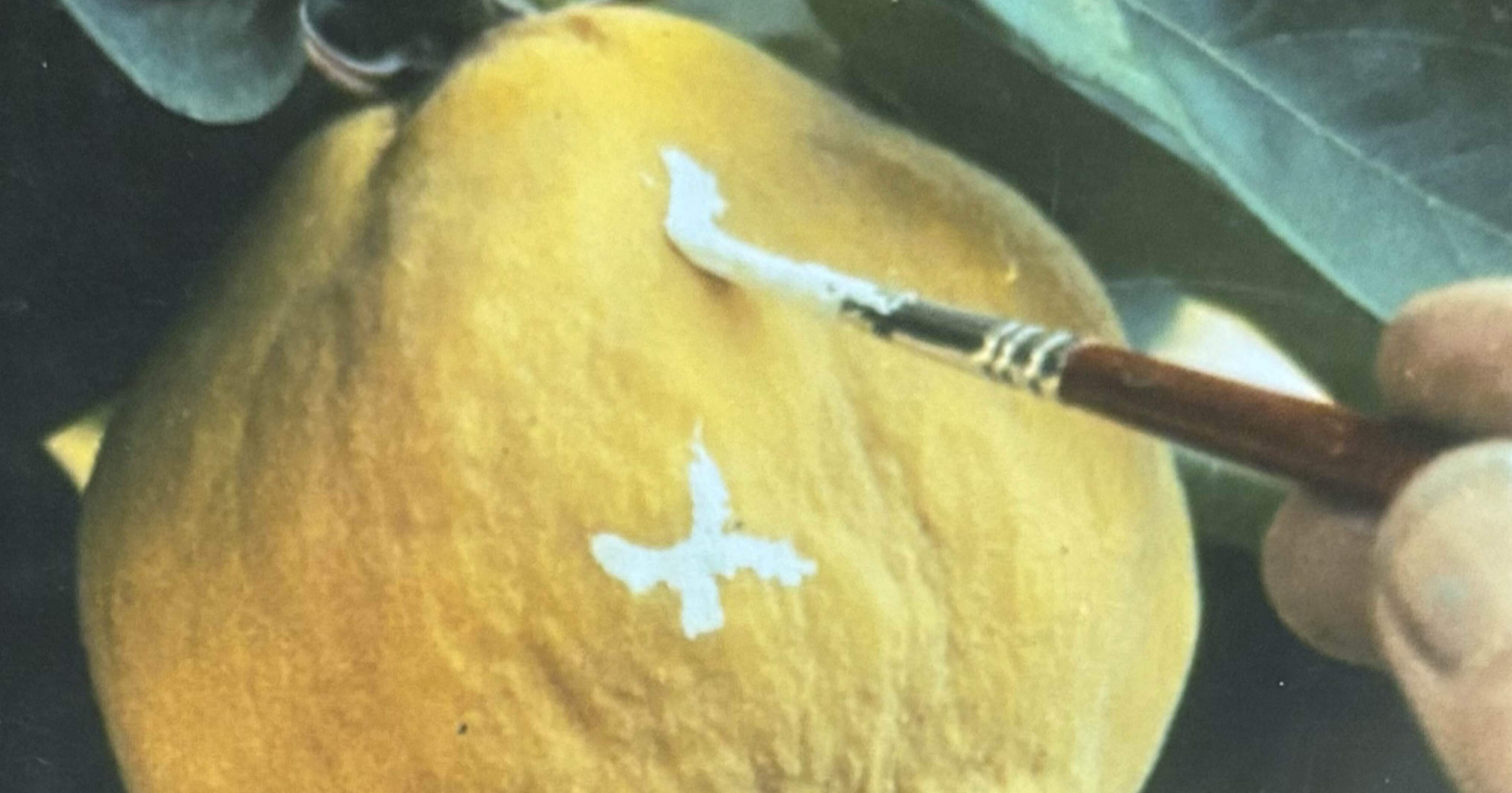 マルメロの陽光 」ヴィクトル・エリセ監督1992年スペイン