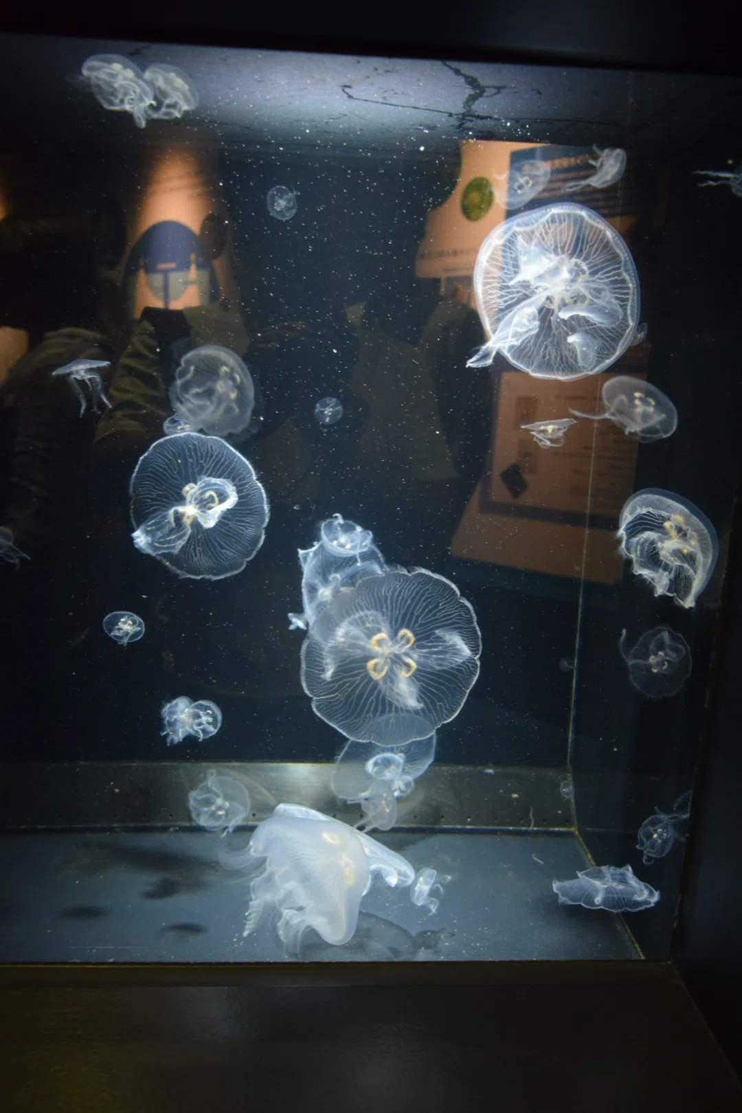旅｜山形県｜クラゲ水族館｜加茂水族館｜鶴岡市｜幻想的｜jellyfish