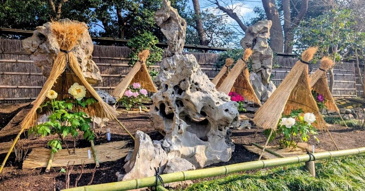 福井良宏・鎌倉の四季「初六花（雪の鶴岡八幡宮）」　版画　ジクレー 鎌倉｢鶴岡八幡宮の冬ぼたん 2026｣【四季折々の花、草木】〈名所編 その