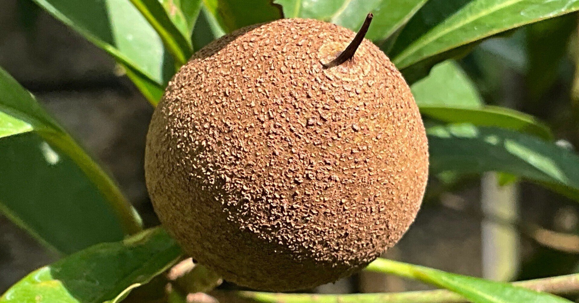 サポジラ チューインガムの木 チューインガムの木」サポジラ（京都府立植物園）：2026年2月19日（木