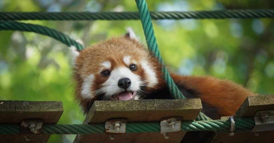 3億円の赤字からv字回復を遂げた 旭山動物園の 常識外れ な展示とは 一筆太郎 Salesgrowthcompanysince Note