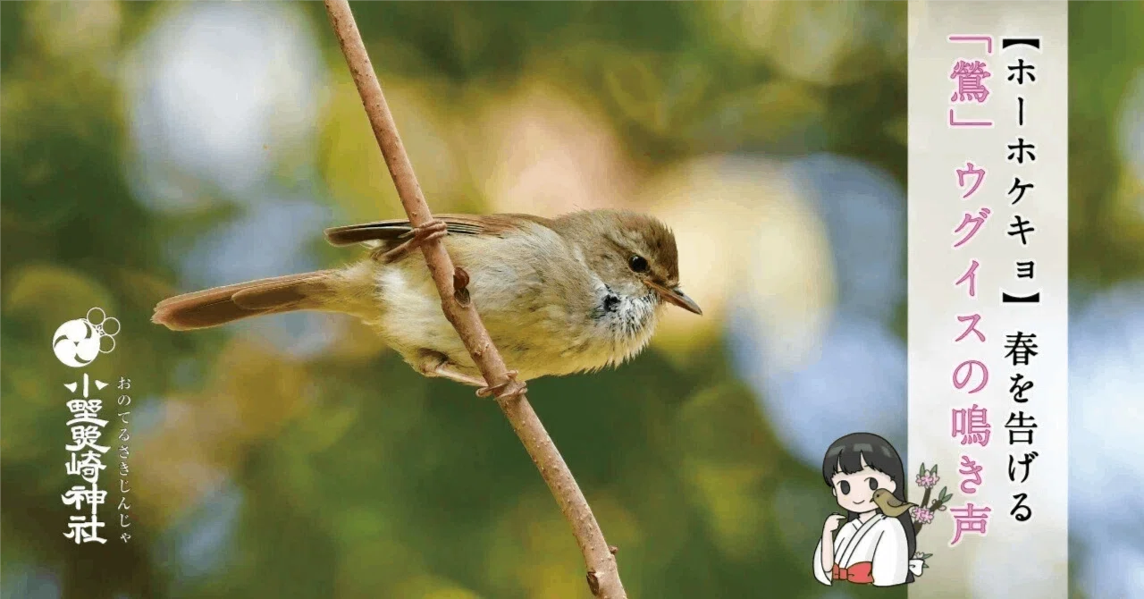 うぐいすページ ホーホケキョ】春を告げる「鶯」ウグイスの声【鶯谷】｜小野照崎神社