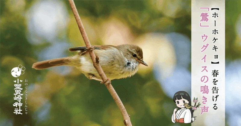 【ホーホケキョ】春を告げる「鶯」ウグイスの声【鶯谷】