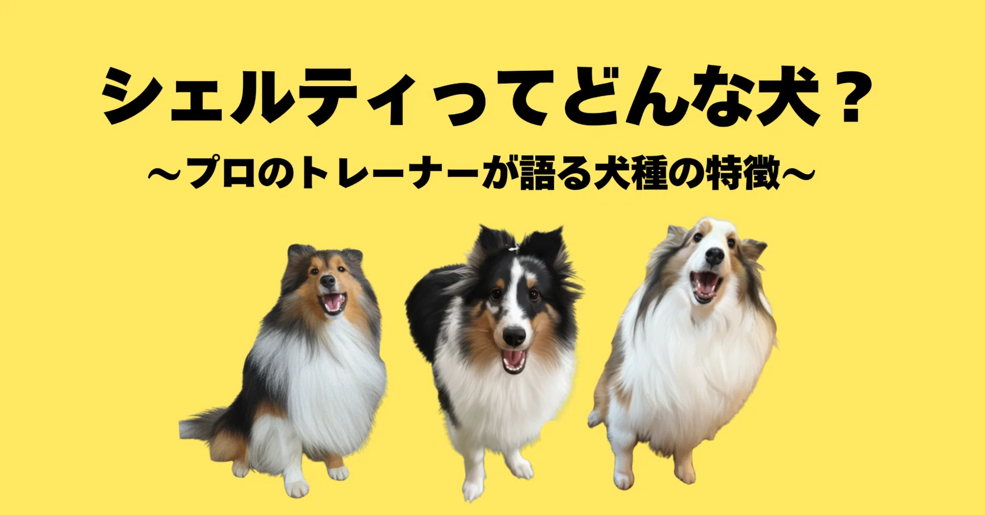 シェットランド・シープドッグってどんな犬？｜プロのトレーナーが語る