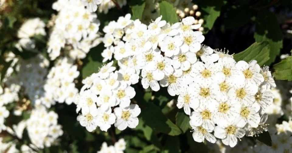 元花屋が語る 花の魅力 コデマリ編 Saya T Note