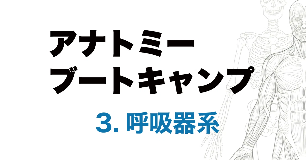 アナトミーブートキャンプ 3.呼吸器系｜かずひろ先生（黒澤一弘｜解剖