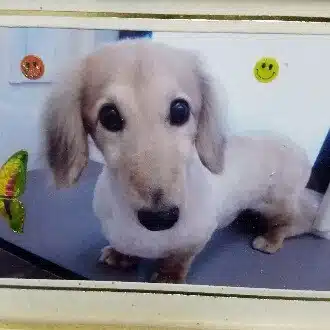 すぐるとミニチュアダックス