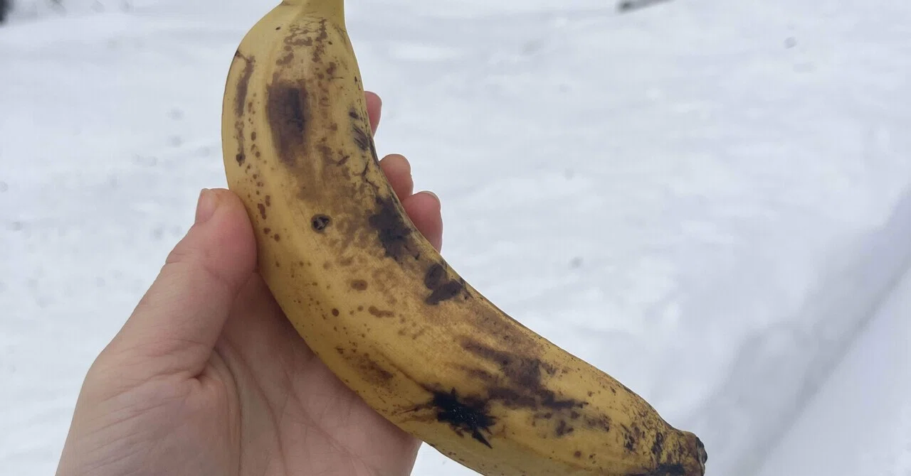 The theory that you don't need a freezer in midwinter Hokkaido. I