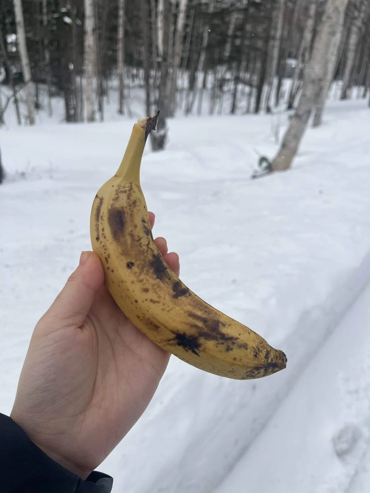 The theory that you don't need a freezer in midwinter Hokkaido. I