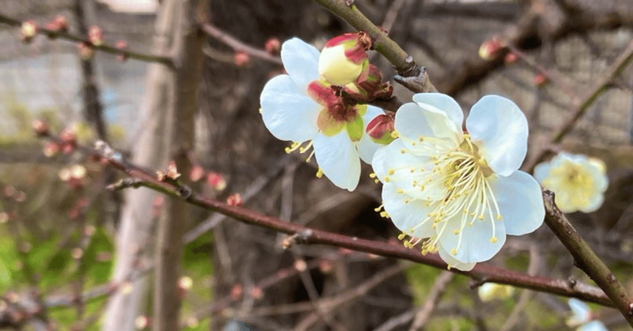 ZINEフェス仙台 今日も出店計画 #02 什器を購入しました｜森山ねこ