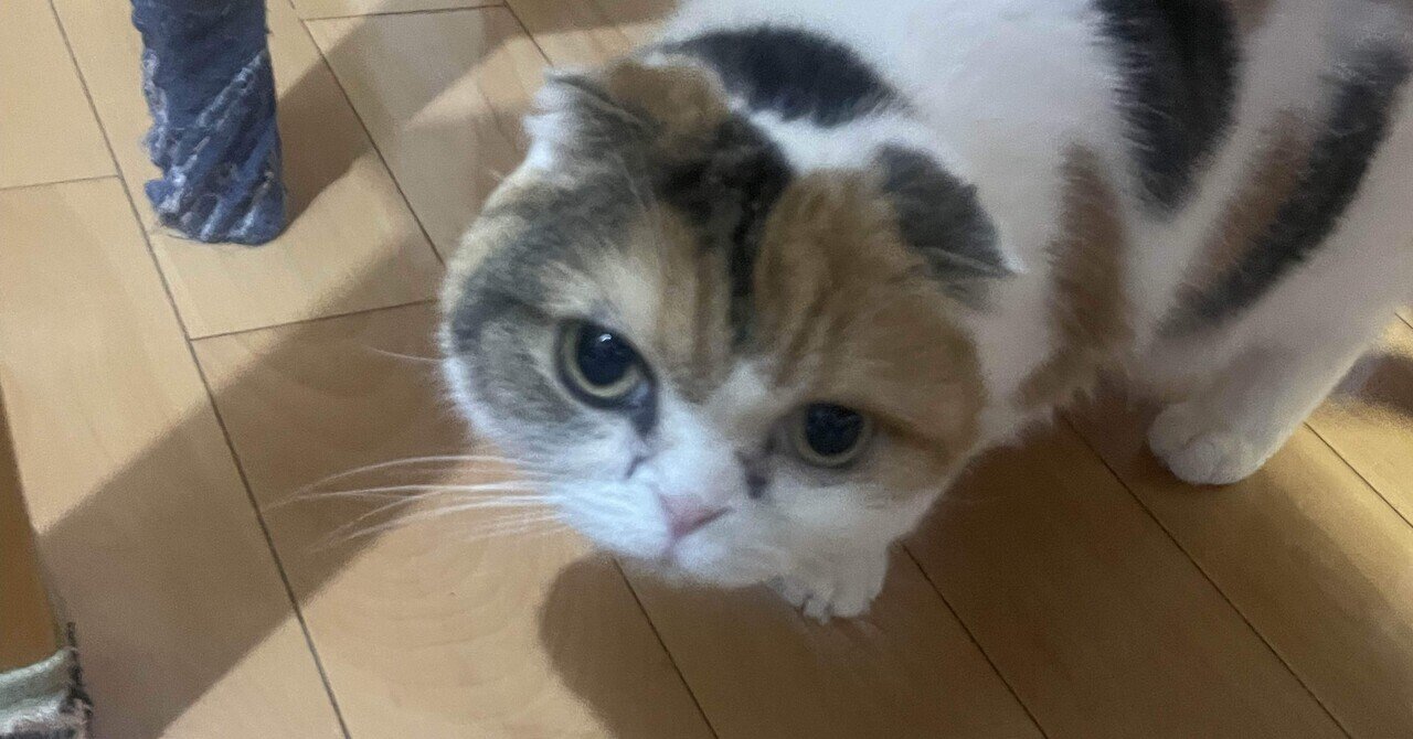 2/13 猫｜はだノート