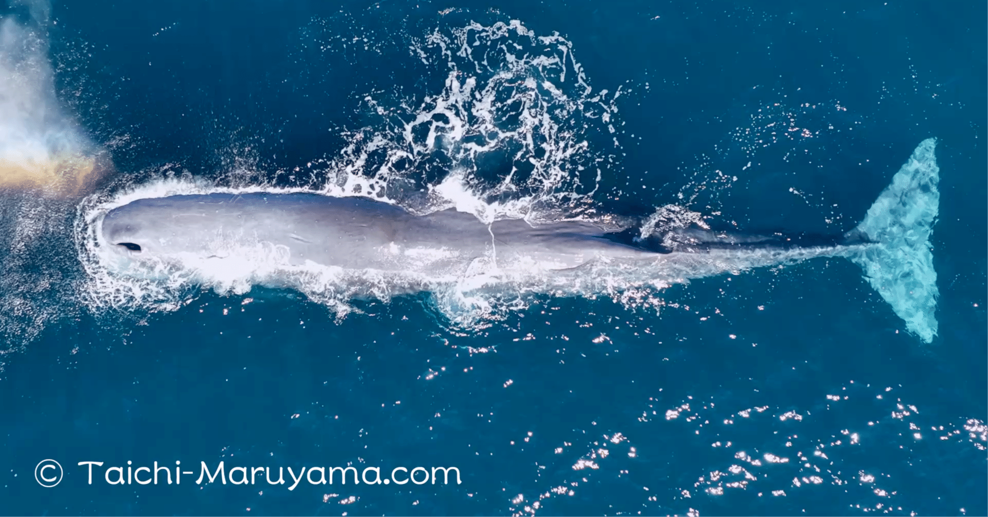 白鯨／巨大なオスのマッコウ🐳潜水艦みたいですね。。（実物大投影可
