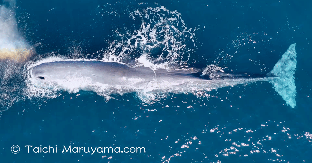 白鯨／巨大なオスのマッコウ🐳潜水艦みたいですね。。（実物大投影可