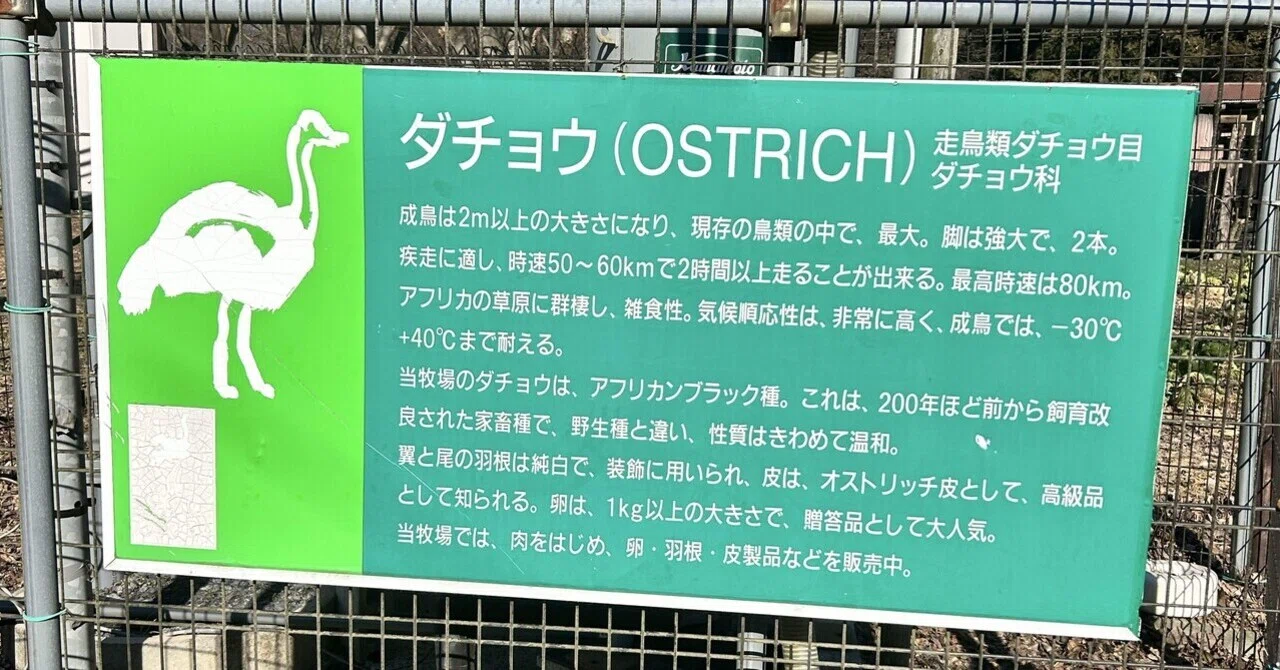 ダチョウの卵 6個セット 緑 ダチョウ の卵 ダチョウの卵 6個セット Loticy イースター 6インチ