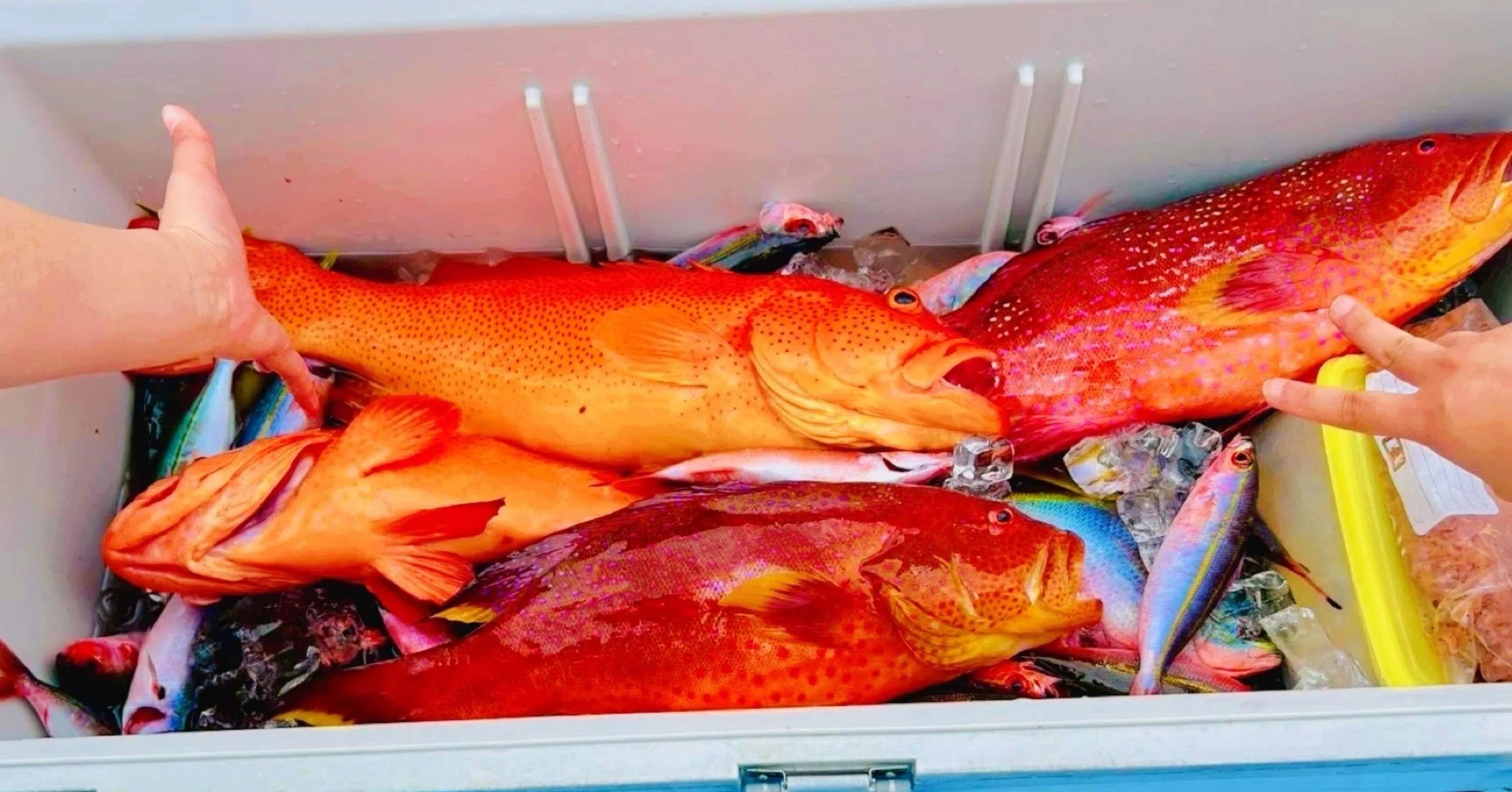 沖縄 高級魚】ミーバイってどんな魚？｜?️南の島のパパLIFE 