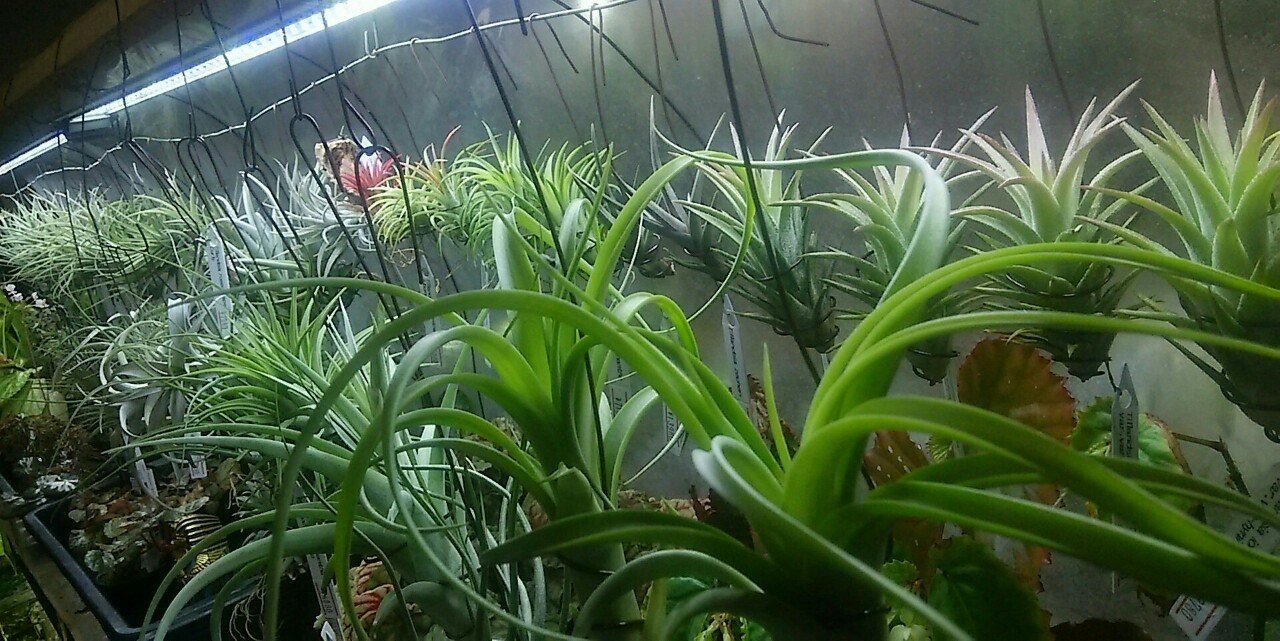 過去最大リリース】チランジア入荷リスト5/1｜NatureGarden🌿神田