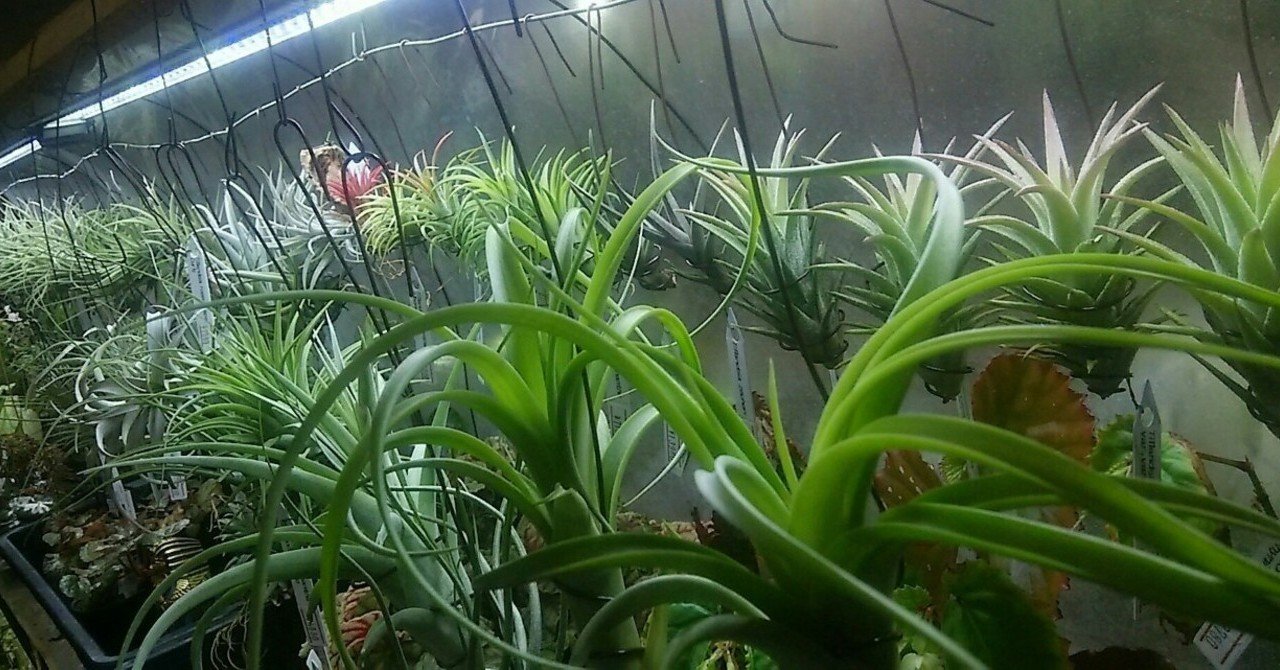 過去最大リリース】チランジア入荷リスト5/1|NatureGarden🌿神田 過去最大リリース】チランジア入荷リスト5/1|NatureGarden🌿神田