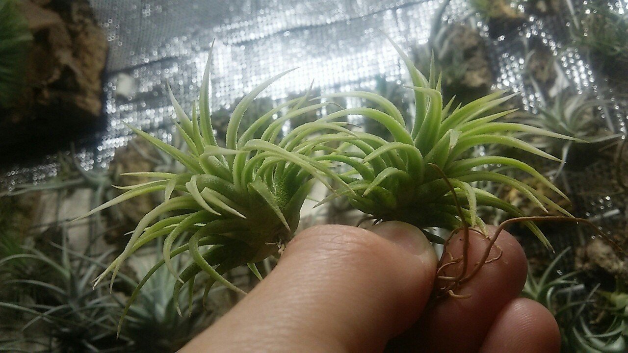 過去最大リリース】チランジア入荷リスト5/1|NatureGarden🌿神田 過去最大リリース】チランジア入荷リスト5/1|NatureGarden🌿神田