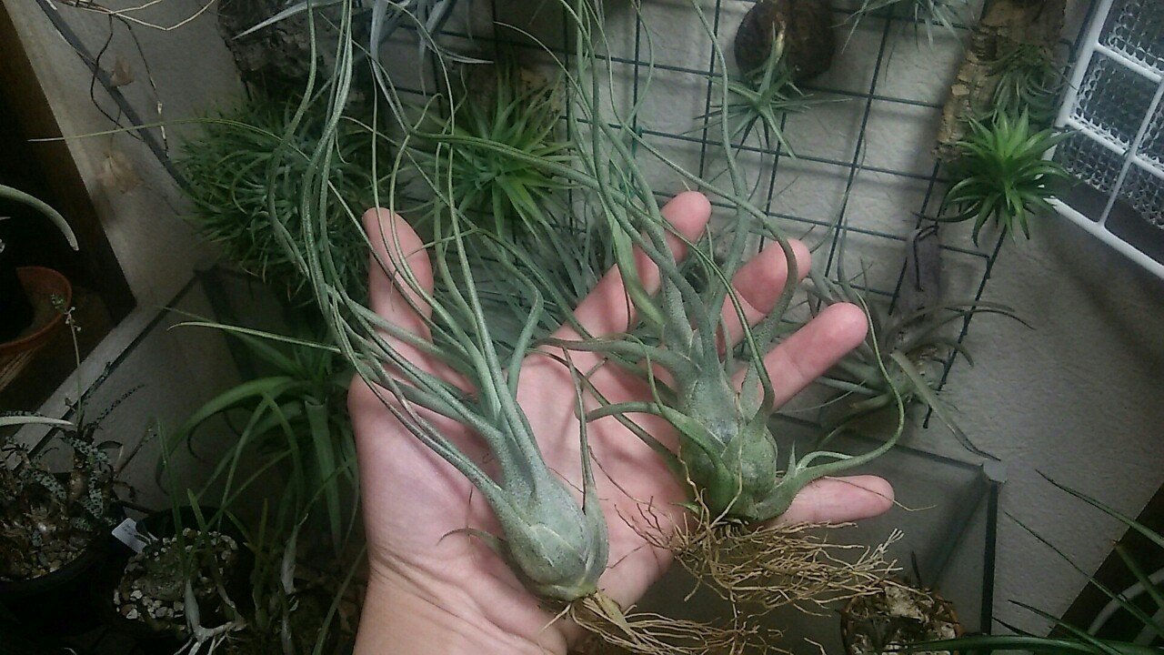 過去最大リリース】チランジア入荷リスト5/1｜NatureGarden🌿神田