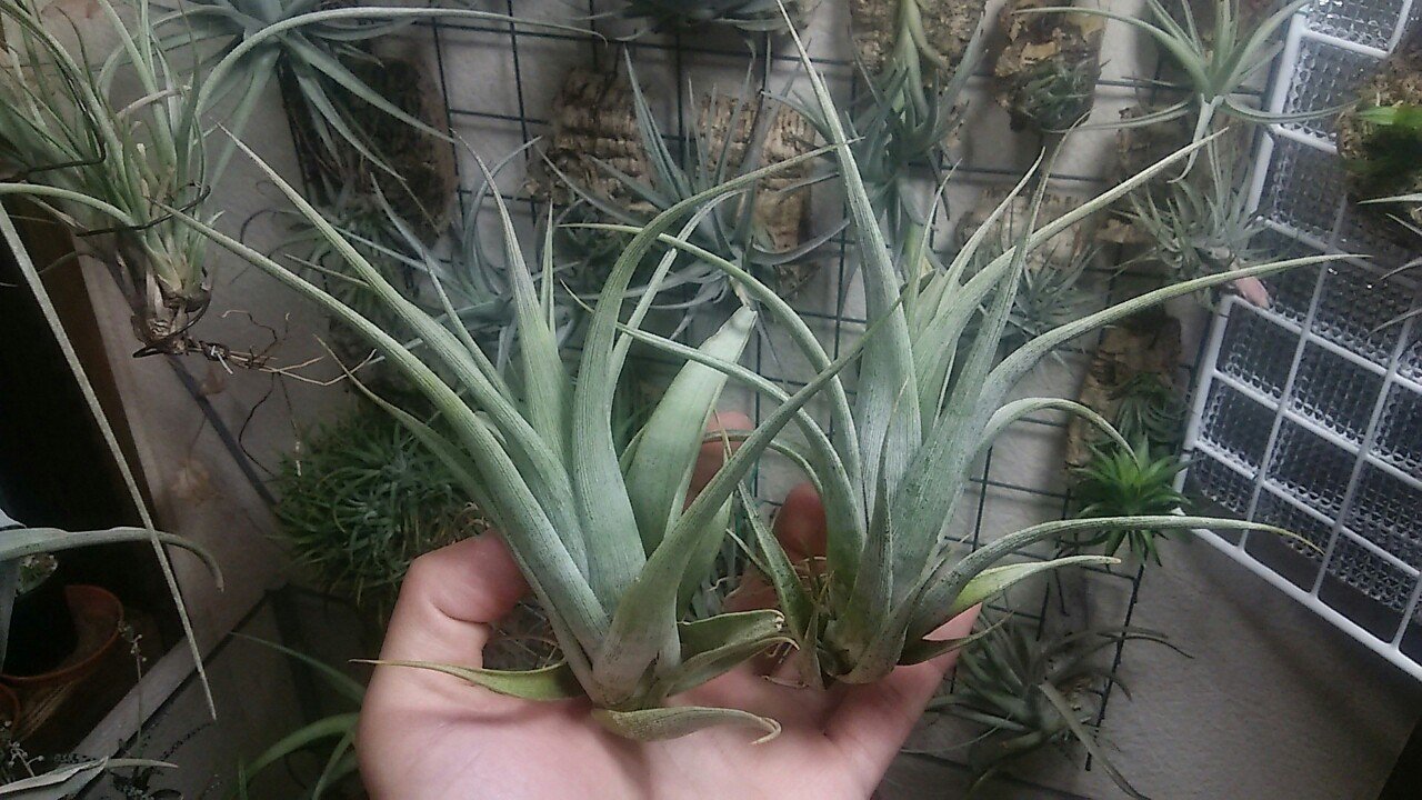 過去最大リリース】チランジア入荷リスト5/1|NatureGarden🌿神田 過去最大リリース】チランジア入荷リスト5/1|NatureGarden🌿神田