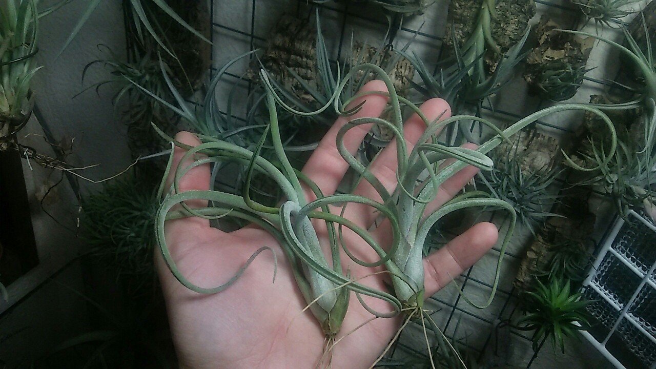 過去最大リリース】チランジア入荷リスト5/1｜NatureGarden🌿神田