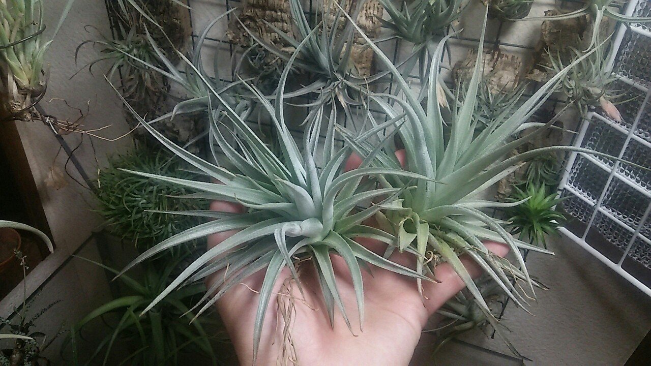 過去最大リリース】チランジア入荷リスト5/1|NatureGarden🌿神田 過去最大リリース】チランジア入荷リスト5/1|NatureGarden🌿神田