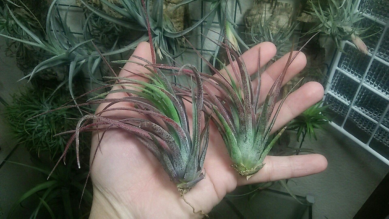 過去最大リリース】チランジア入荷リスト5/1|NatureGarden🌿神田 過去最大リリース】チランジア入荷リスト5/1|NatureGarden🌿神田
