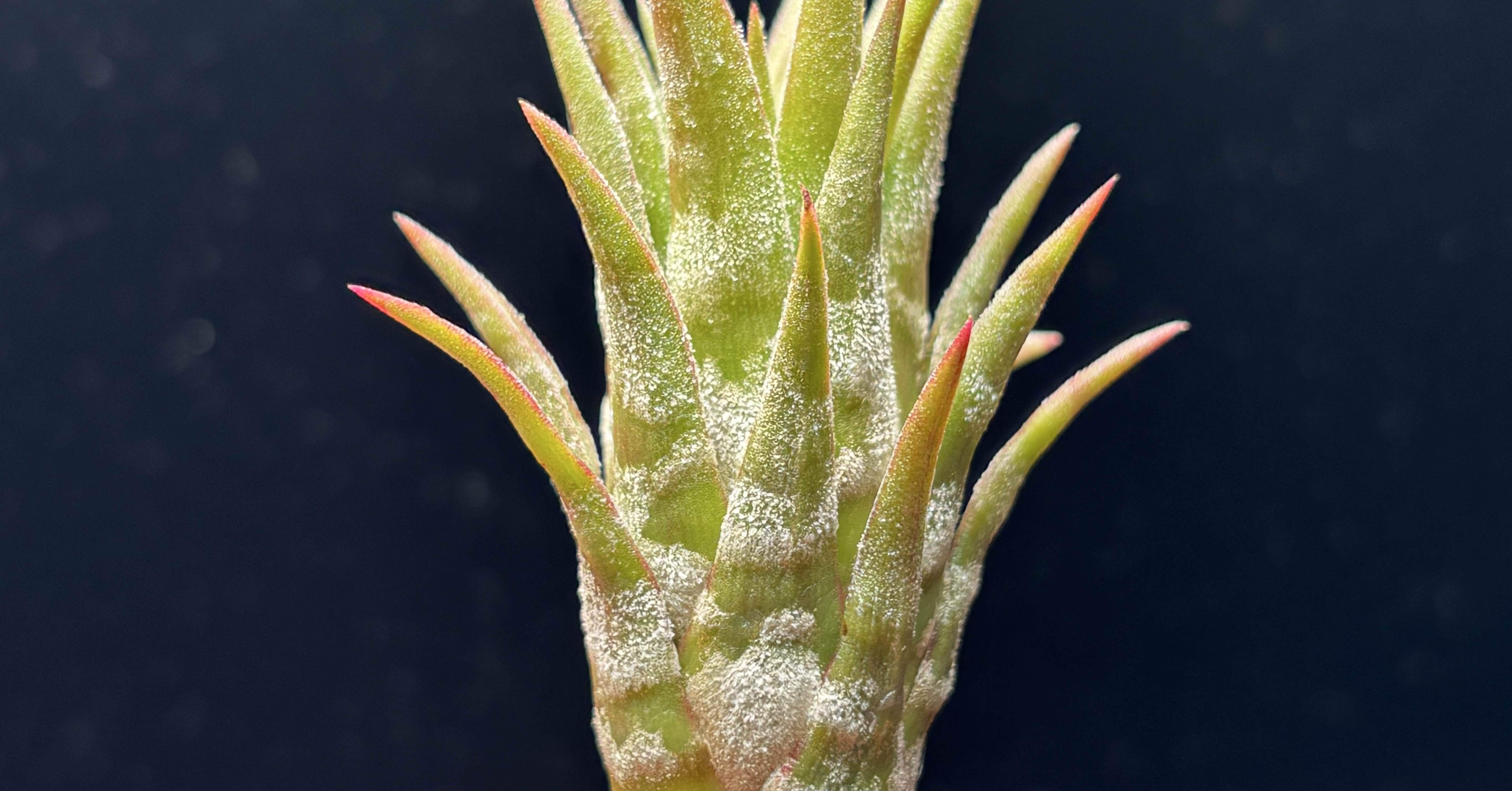 ionantha var.van-hyningii(With zebra pattern)｜sioncolorwheel