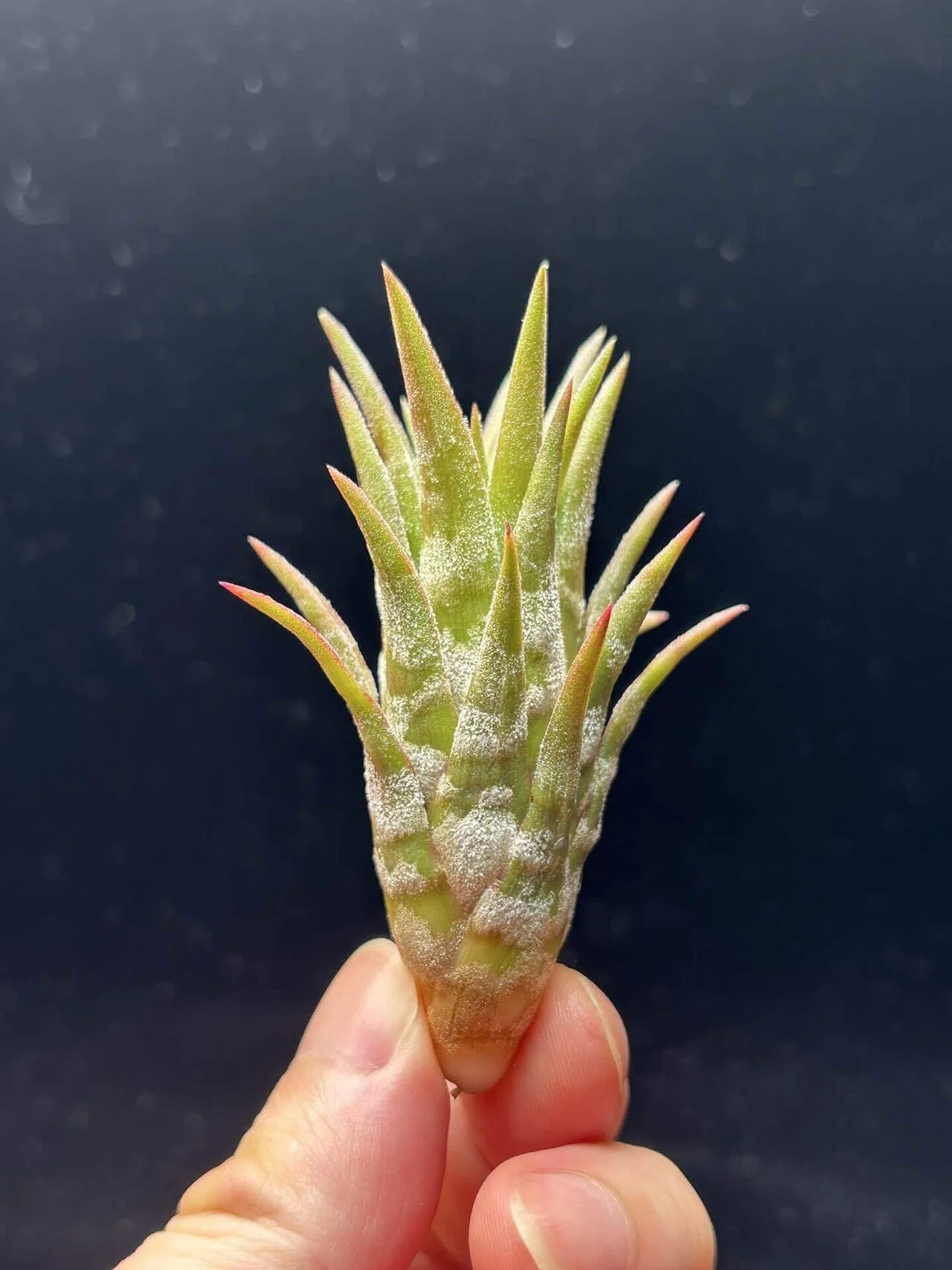 ionantha var.van-hyningii(With zebra pattern)｜sioncolorwheel