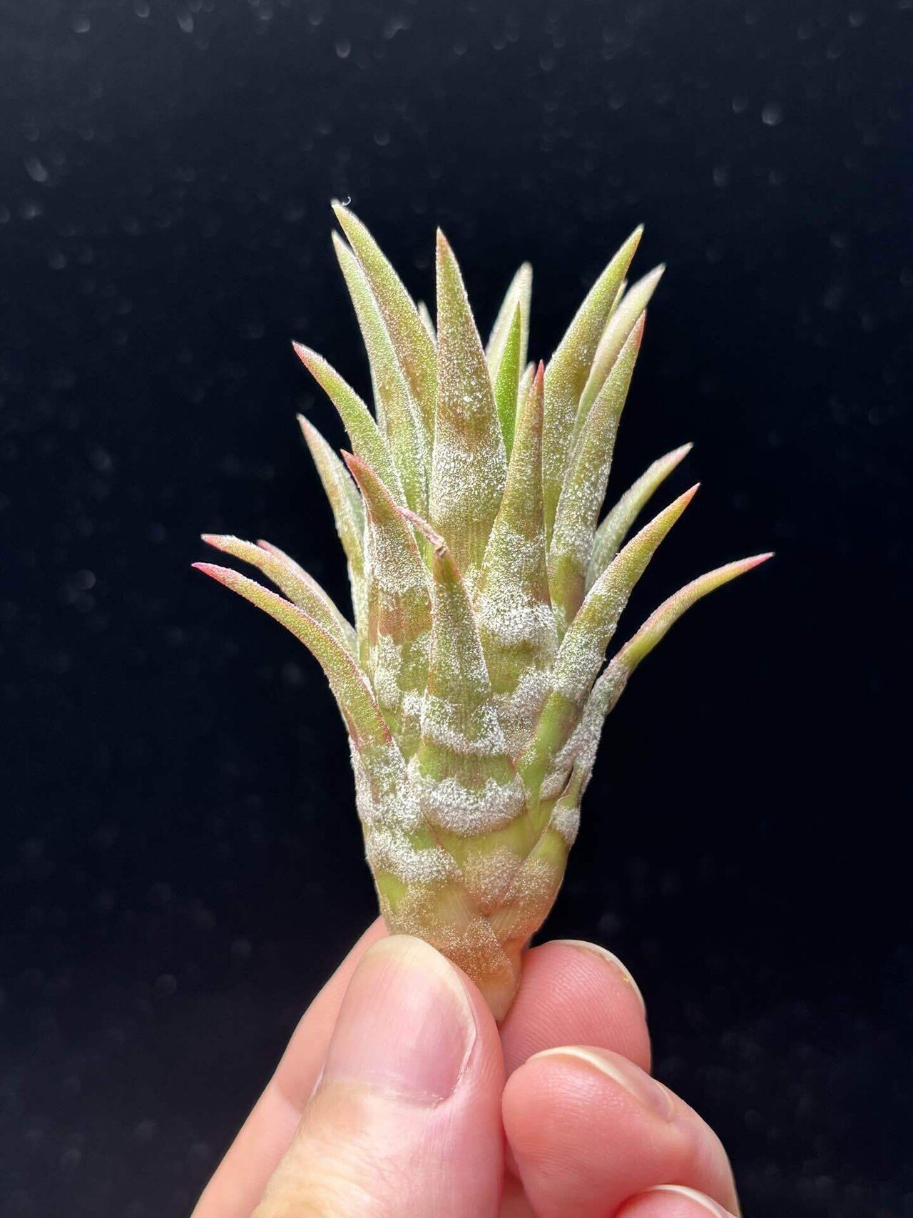 ionantha var.van-hyningii(With zebra pattern)｜sioncolorwheel