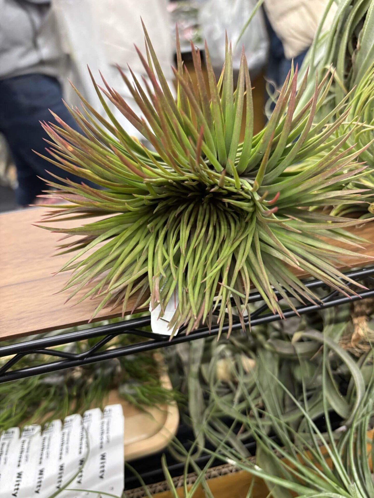 ionantha var.van-hyningii(With zebra pattern)｜sioncolorwheel