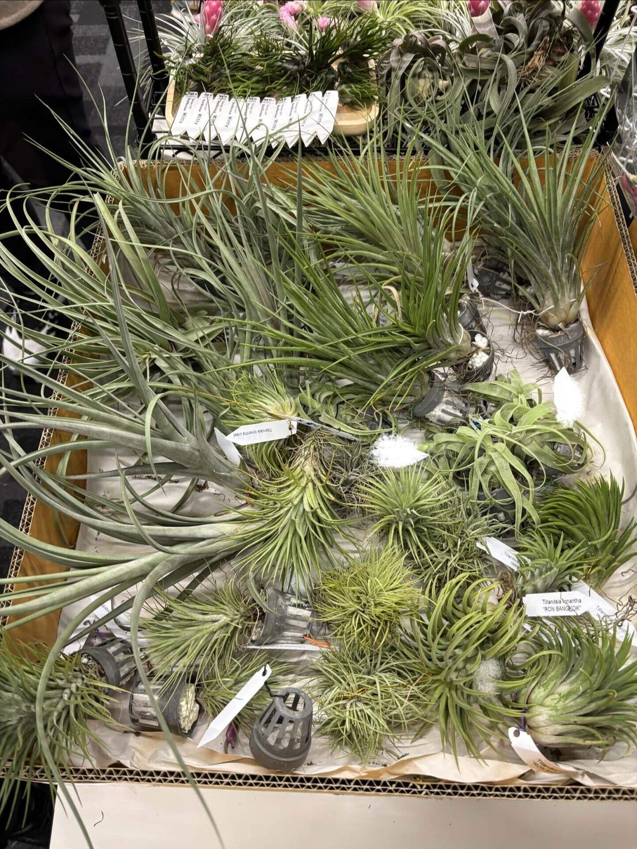 ionantha var.van-hyningii(With zebra pattern)｜sioncolorwheel