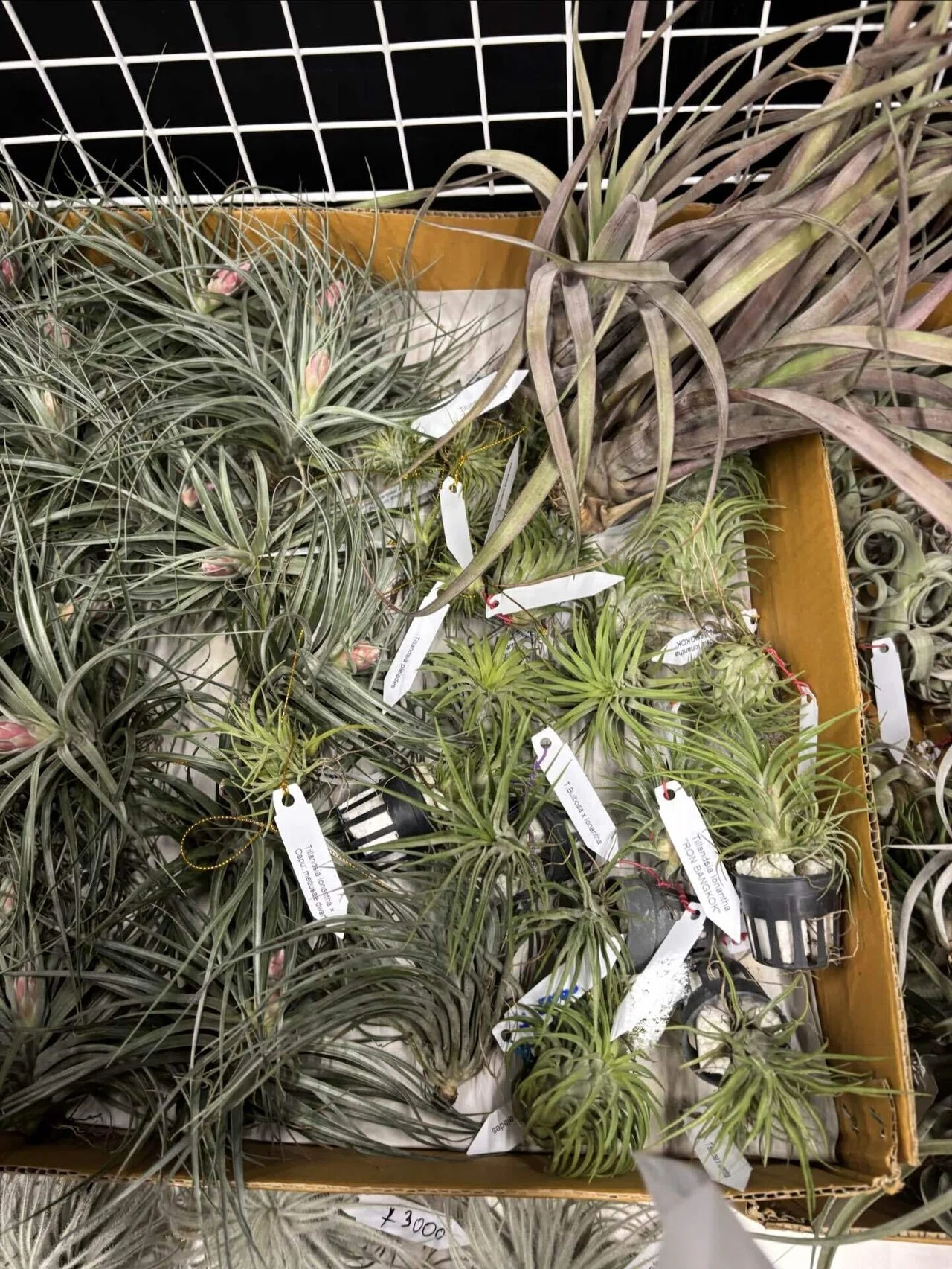 ionantha var.van-hyningii(With zebra pattern)｜sioncolorwheel