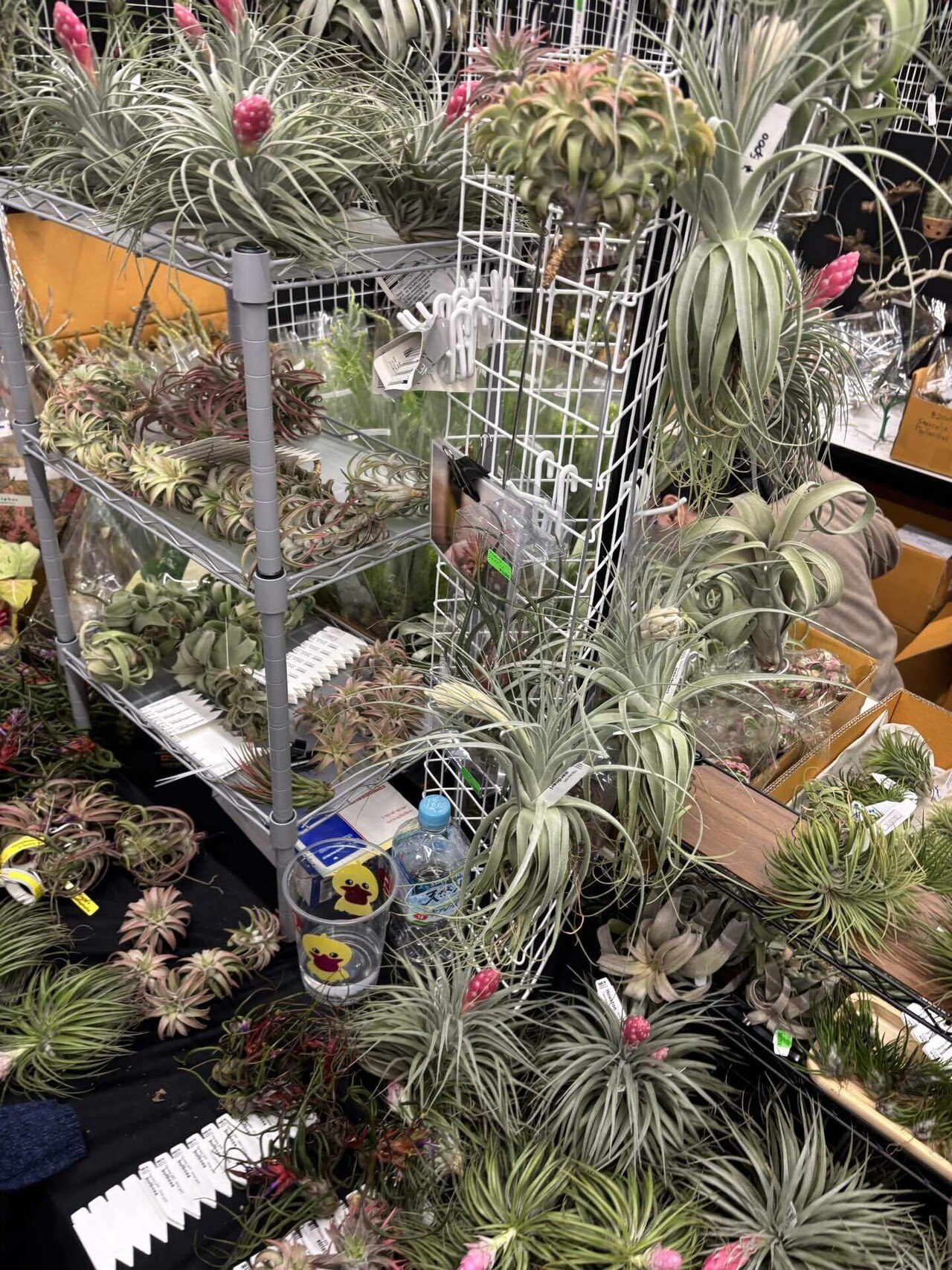 ionantha var.van-hyningii(With zebra pattern)｜sioncolorwheel