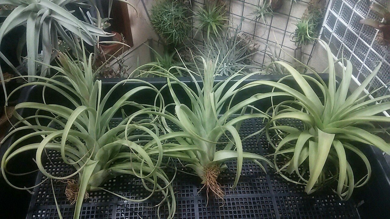 過去最大リリース】チランジア入荷リスト5/1|NatureGarden🌿神田 過去最大リリース】チランジア入荷リスト5/1|NatureGarden🌿神田