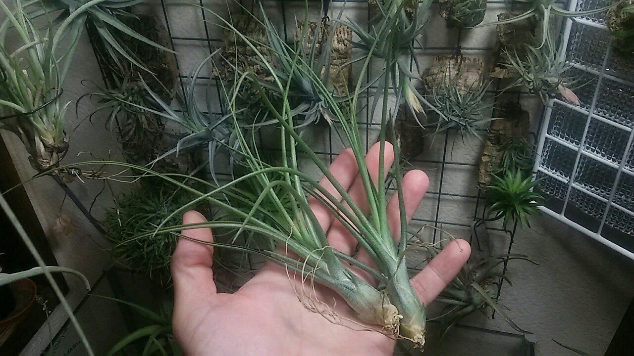 過去最大リリース】チランジア入荷リスト5/1|NatureGarden🌿神田 過去最大リリース】チランジア入荷リスト5/1|NatureGarden🌿神田