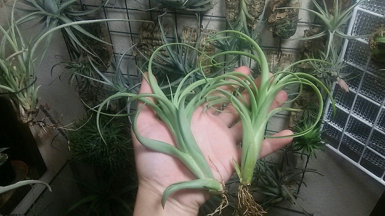 過去最大リリース】チランジア入荷リスト5/1|NatureGarden🌿神田 過去最大リリース】チランジア入荷リスト5/1|NatureGarden🌿神田