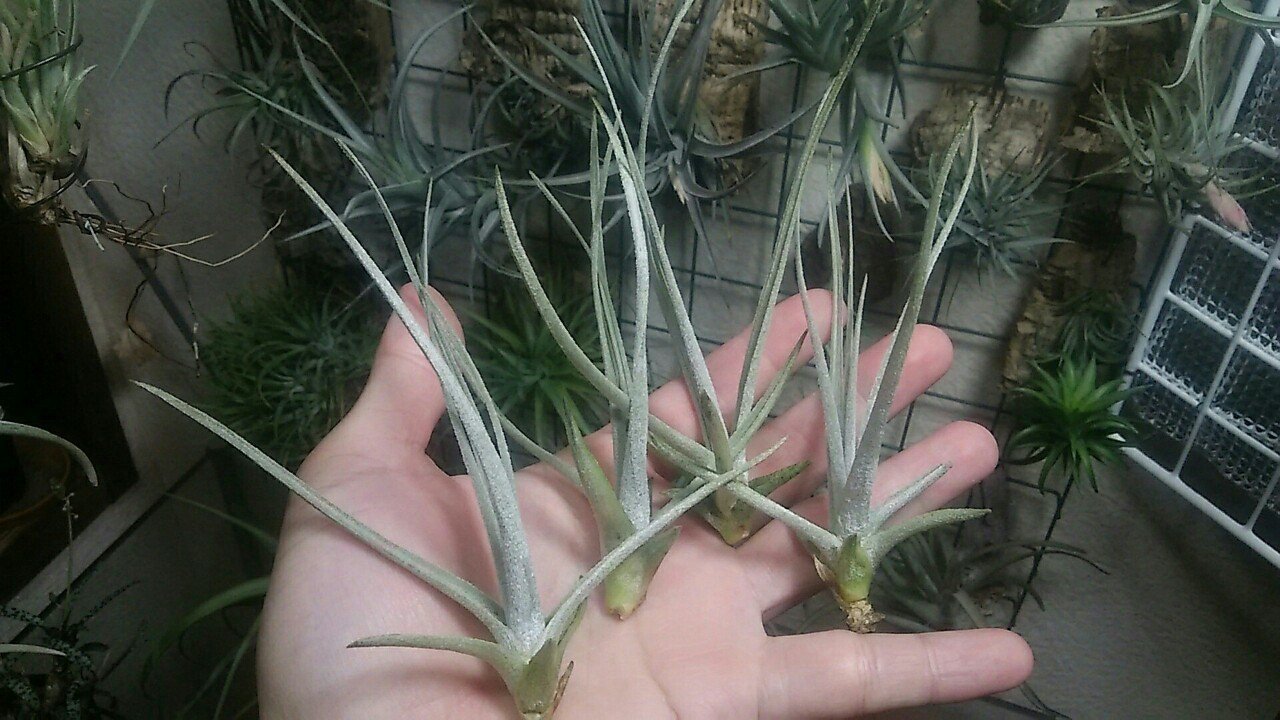 過去最大リリース】チランジア入荷リスト5/1|NatureGarden🌿神田 過去最大リリース】チランジア入荷リスト5/1|NatureGarden🌿神田