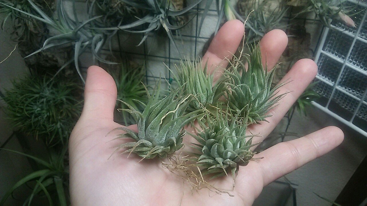過去最大リリース】チランジア入荷リスト5/1|NatureGarden🌿神田 過去最大リリース】チランジア入荷リスト5/1|NatureGarden🌿神田