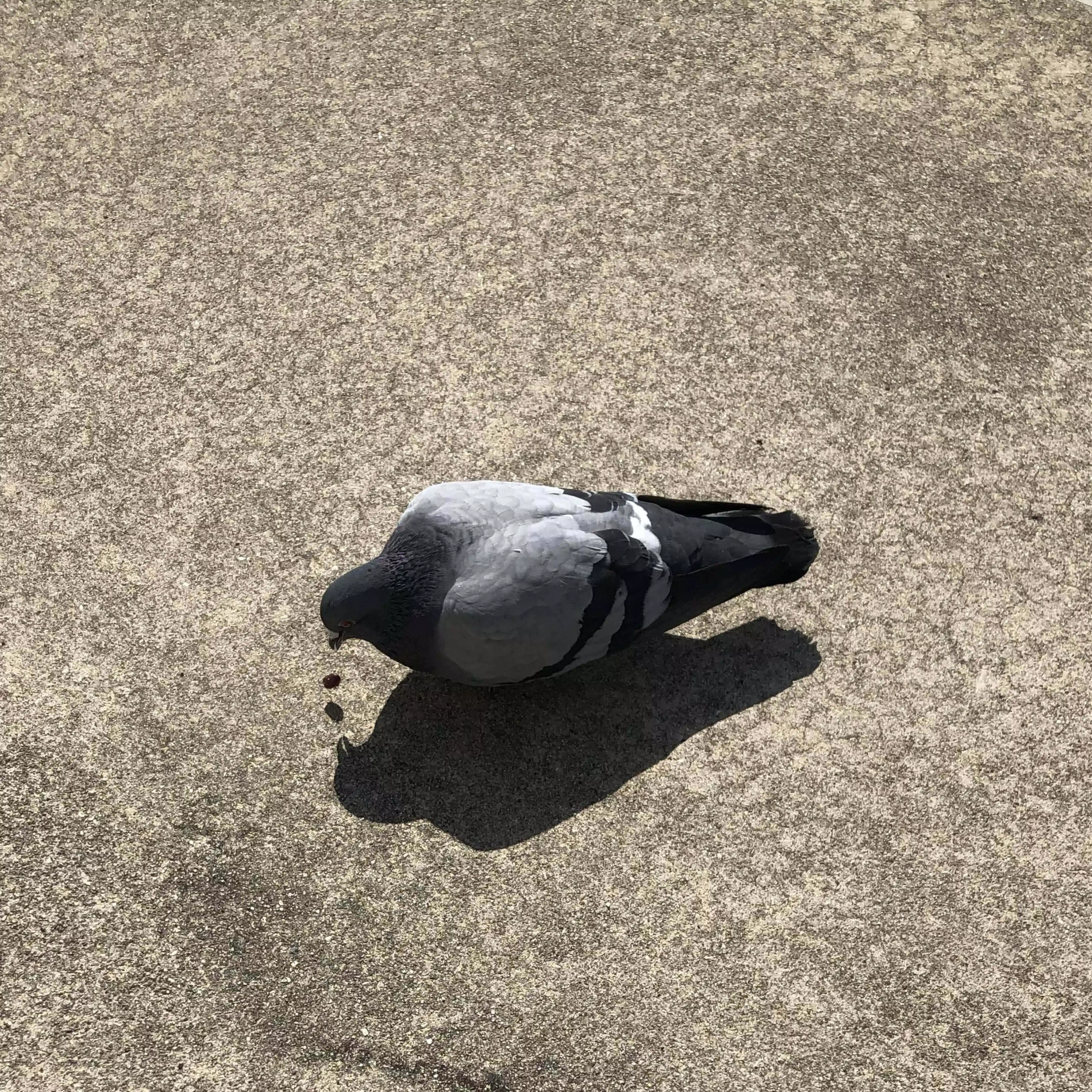 かごめ