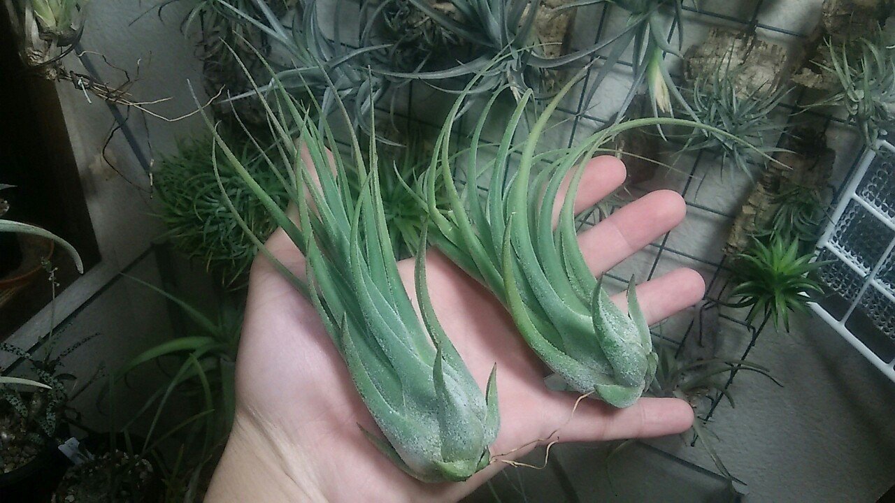 チランジア・プルイノーサ・コロンビアフォーム Tillandsia