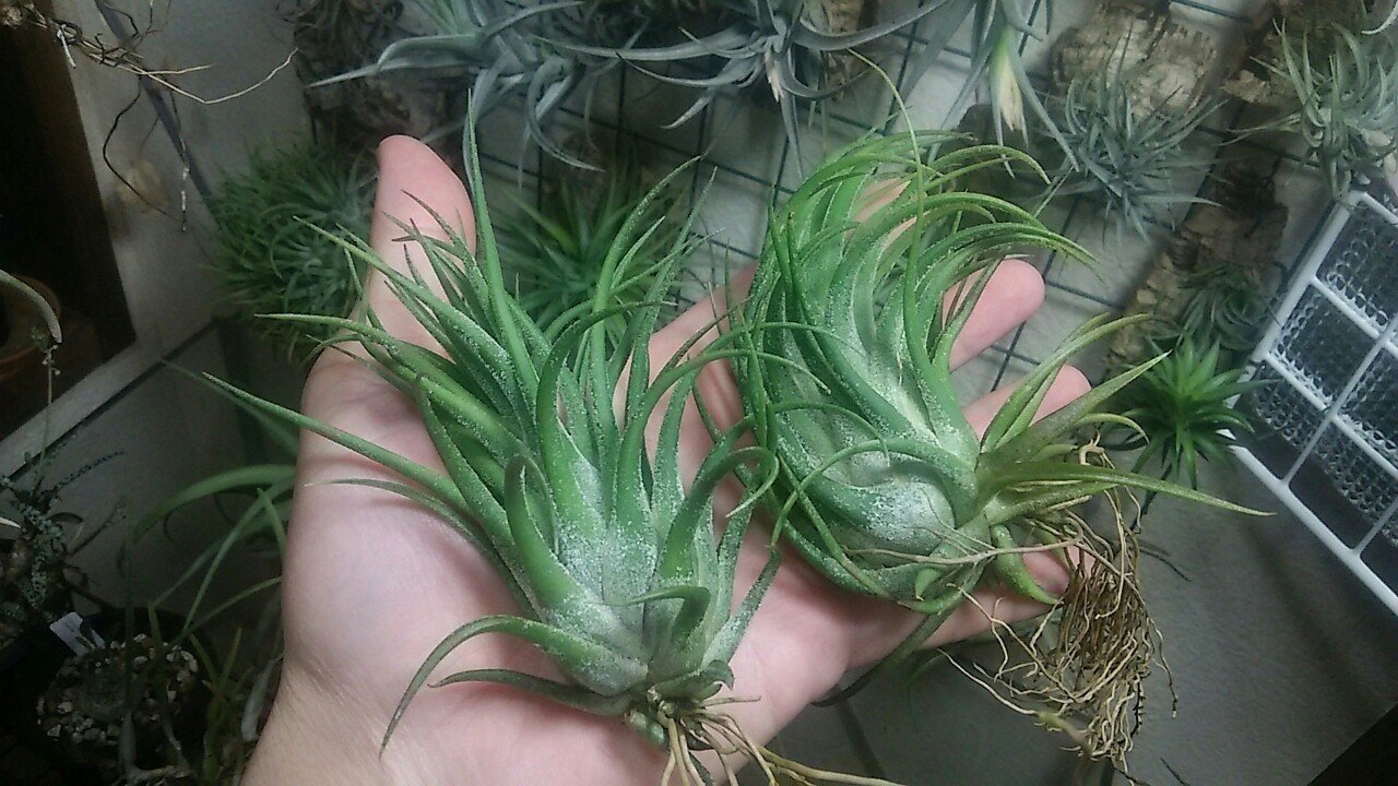 過去最大リリース】チランジア入荷リスト5/1|NatureGarden🌿神田 過去最大リリース】チランジア入荷リスト5/1|NatureGarden🌿神田