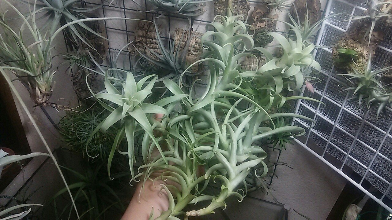 過去最大リリース】チランジア入荷リスト5/1|NatureGarden🌿神田 過去最大リリース】チランジア入荷リスト5/1|NatureGarden🌿神田