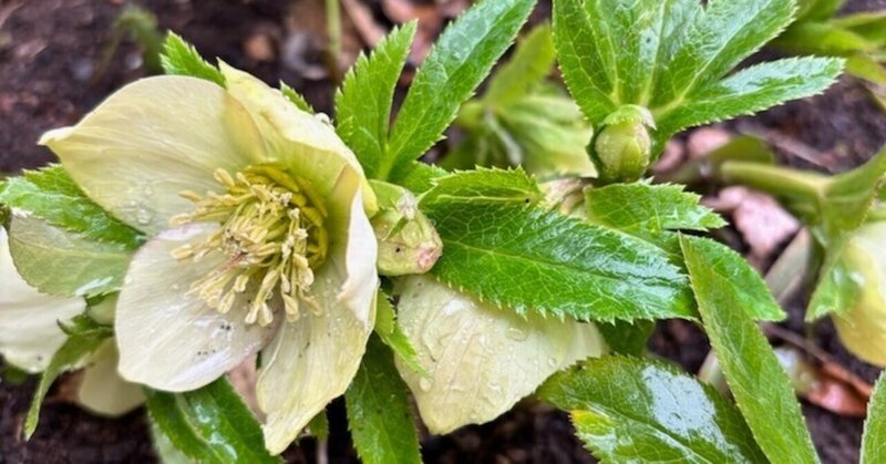 本日のスタッフのおすすめ