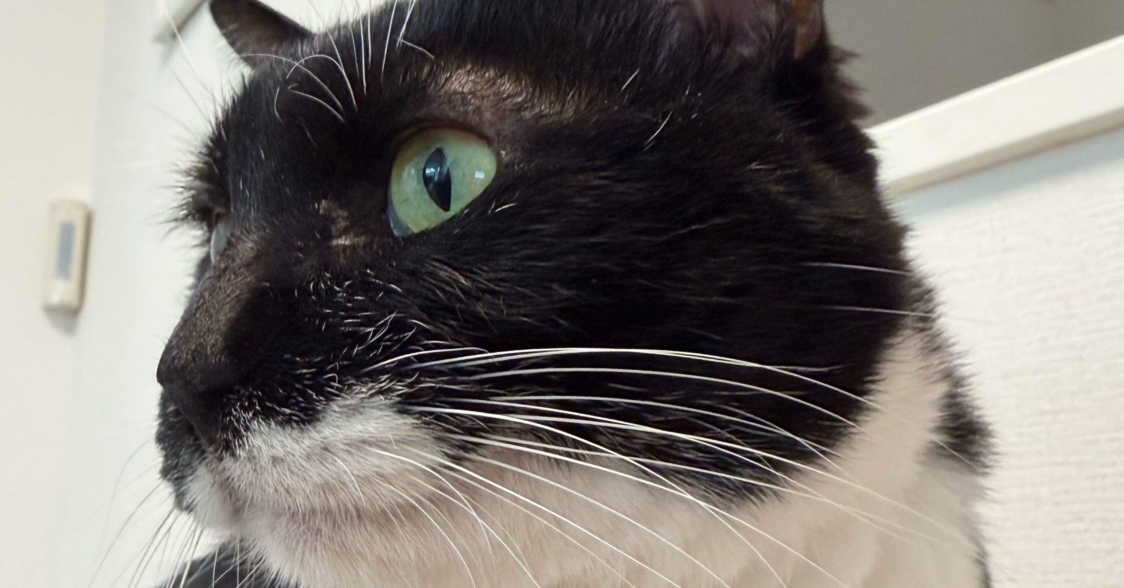 2026年2月14日 朝の猫達｜こまち