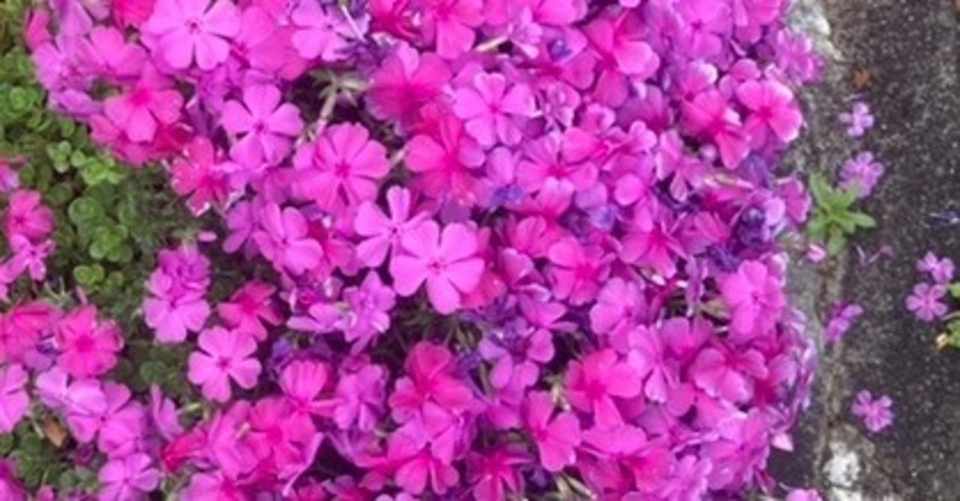 芝桜が地面を覆う ぶんぶん 好奇心旺盛 Note