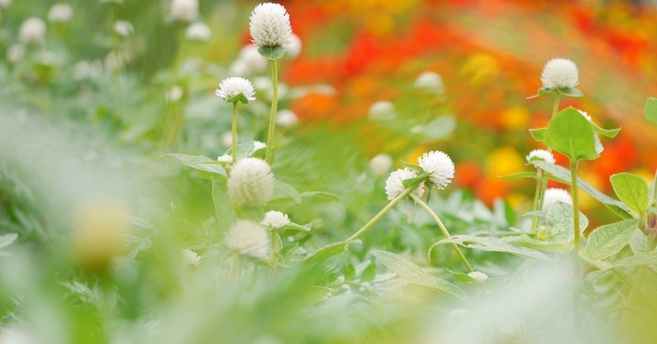 塊根植物育成の大失敗から学んだこと 808 Note