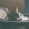 観測ねこ