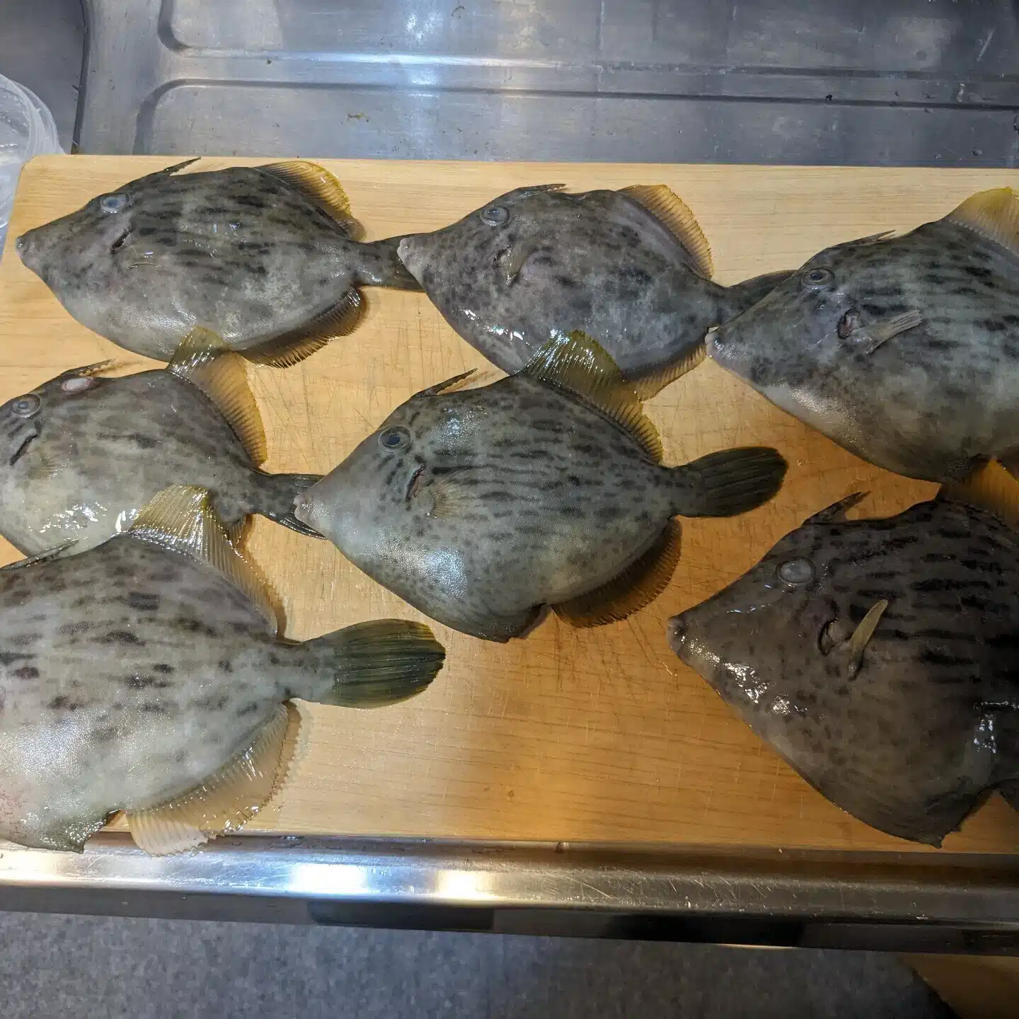 🐟️ふちを🐟️